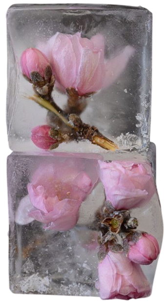 Beautiful flowers